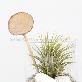 detail image1 Vintage Glass Cup Tillandsia Air Plants DIY Set " Black & White" Joinflower
