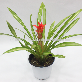 full image Wonderfully stunning table top plants guzmania " Grand Prix " Joinflower Joinfolia