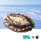 detail image1 Live Abalone from Wando, Korea