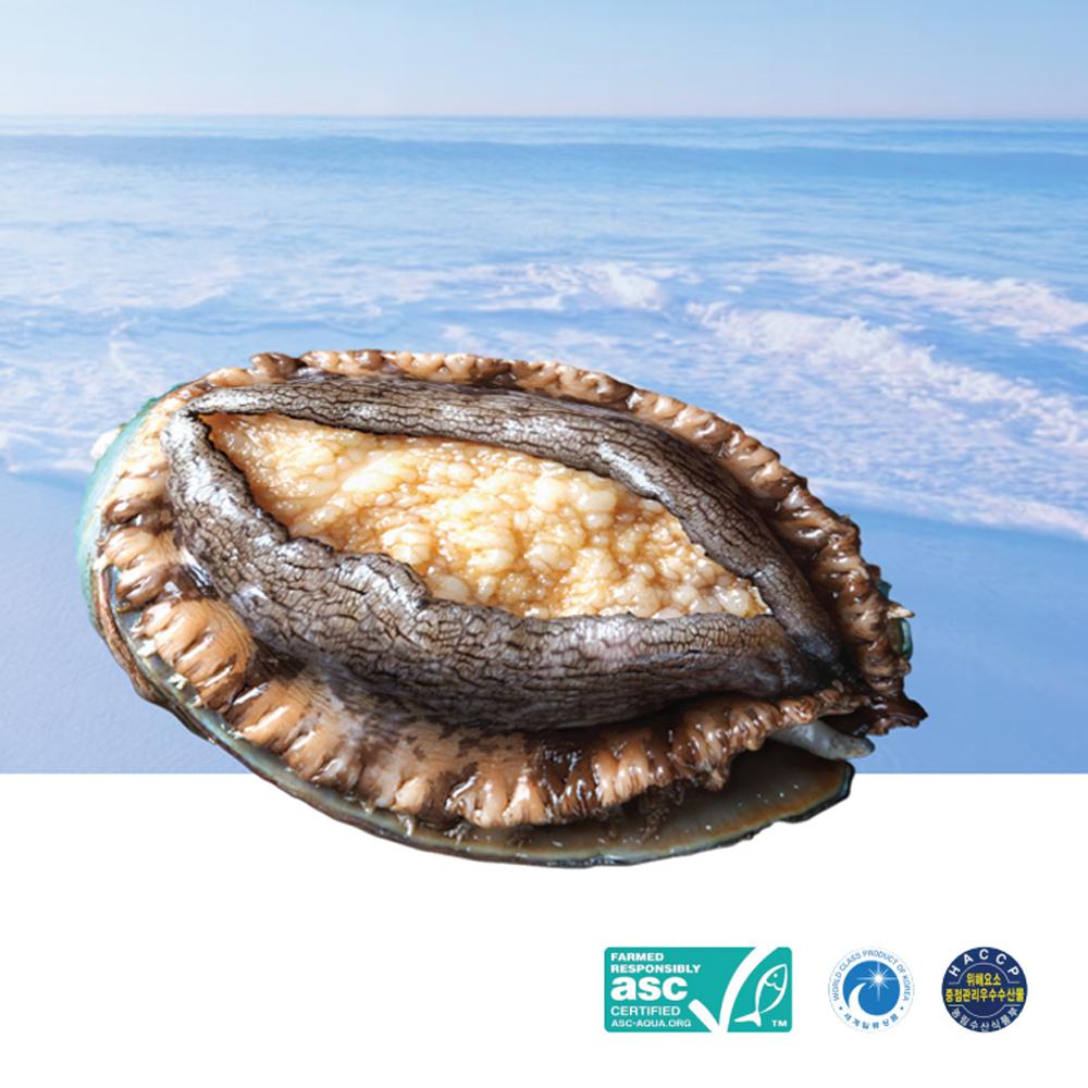 Live Abalone from Wando, Korea